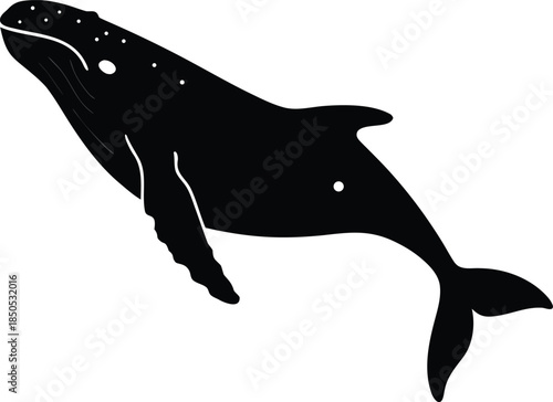 Majestic black humpback whale swimming gracefully showing its distinct body shape