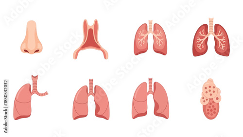 Human Respiratory System Organs Flat Vector Icon Set