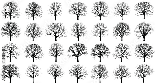 Large set of black tree silhouettes without leaves isolated on white background for winter nature design, spooky halloween forest and dry wood vector illustration