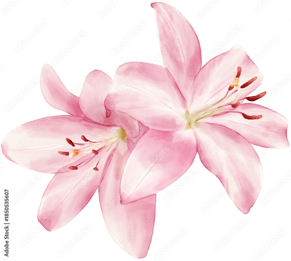 Fototapeta premium Pink Lily Flower Watercolor