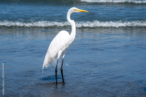 A great egret standing in shallow surf along a Cartagena beach, its white plumage contrasting with blue Caribbean waves.