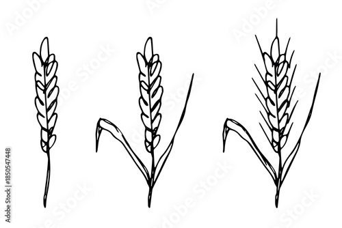 Set of hand drawn cereal wheat oat rye barley rice ears spikelet clipart Organic wheat bread agriculture farming harvest healthy food Single element for design print packaging label decor