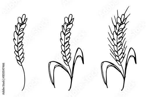 Set of hand drawn cereal wheat oat rye barley rice ears spikelet clipart Organic wheat bread agriculture farming harvest healthy food Single element for design print packaging label decor