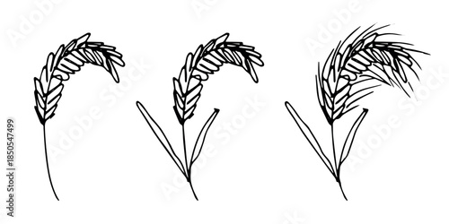 Set of hand drawn cereal wheat oat rye barley rice ears spikelet clipart Organic wheat bread agriculture farming harvest healthy food Single element for design print packaging label decor