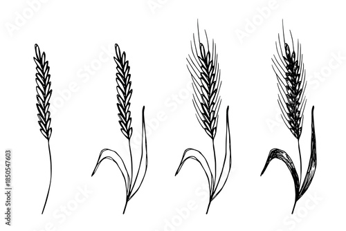 Set of hand drawn cereal wheat oat rye barley rice ears spikelet clipart Organic wheat bread agriculture farming harvest healthy food Single element for design print packaging label decor