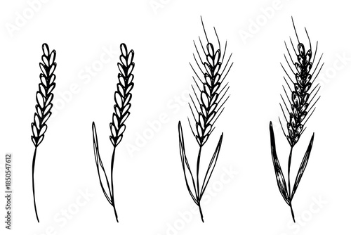 Set of hand drawn cereal wheat oat rye barley rice ears spikelet clipart Organic wheat bread agriculture farming harvest healthy food Single element for design print packaging label decor