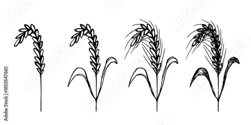 Set of hand drawn cereal wheat oat rye barley rice ears spikelet clipart Organic wheat bread agriculture farming harvest healthy food Single element for design print packaging label decor