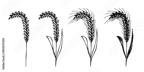 Set of hand drawn cereal wheat oat rye barley rice ears spikelet clipart Organic wheat bread agriculture farming harvest healthy food Single element for design print packaging label decor