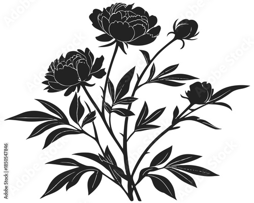 Black Peony Flowers Silhouette Vector Clipart Bouquet Floral Illustration Line Art