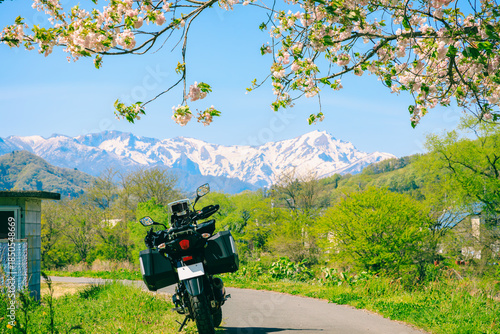 桜と雪山とバイク