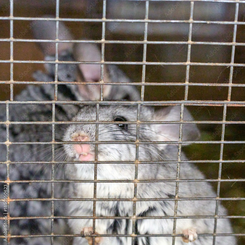 Obraz premium chinchilla