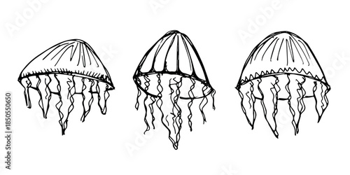 Set of hand drawn jellyfish doodle Sea animal illustration Cute marine underwater creature Medusa sketch clipart Single element for web, design, decor, children's print