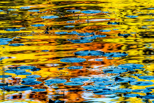 Yellow Orange Blue Lily Pads Abstract Van Dusen Garden Vancouver Canada