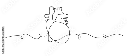 Continuous lines of human internal organs such as heart, spleen, lungs, stomach, brain, intestines, kidneys and liver in line style.