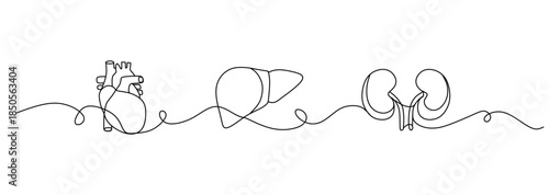 Continuous lines of human internal organs such as heart, spleen, lungs, stomach, brain, intestines, kidneys and liver in line style.