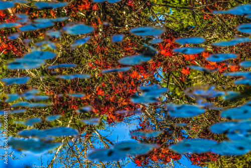 Red Green Leaves Blue Lily Pads Van Dusen Garden Vancouver Canada