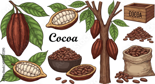 Cocoa beans and cacao pod collection with tree, leaves, sacks, bowls, and wooden crate illustrated in detailed hand drawn vintage vector style