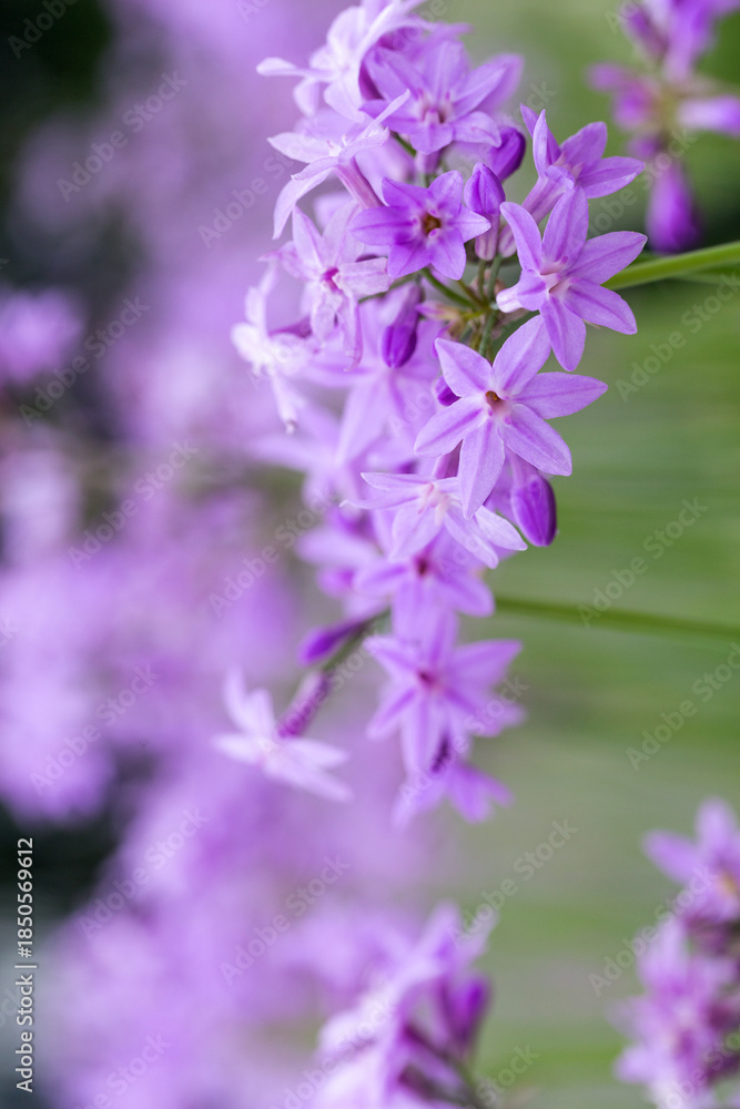 Obraz premium Purple Flowers Abstract Background Aesthetic Texture