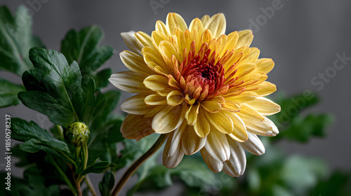 Vibrant Yellow Chrysanthemum Bloom