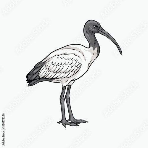 Australian white ibis illustration, side view of Threskiornis molucca bird on white background