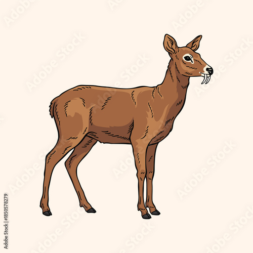 Siberian Musk Deer Illustration, Vector Hand Drawn Sketch of Male Musk Deer with Tusks