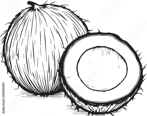Black and white vector sketch of whole and halved coconuts showing husk texture and edible inner flesh