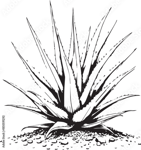 Black and white vector illustration of agave plant with pointed leaves and rocky desert base