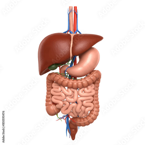 3D rendering of the human digestive system with liver, stomach, and intestines.