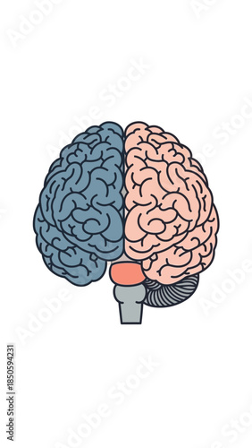 A detailed illustration of a human brain, showing two distinct hemispheres in blue and pink, with the brainstem below.