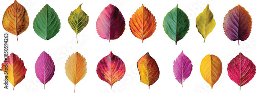autumn leaves isolated on white