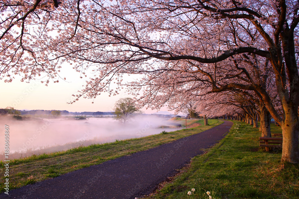 Obraz premium 宇都宮市 鬼怒川の石井桜堤と川霧