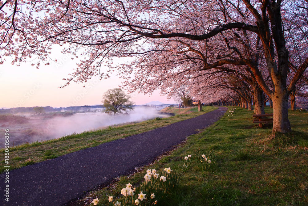 Fototapeta premium 宇都宮市 鬼怒川の石井桜堤と川霧