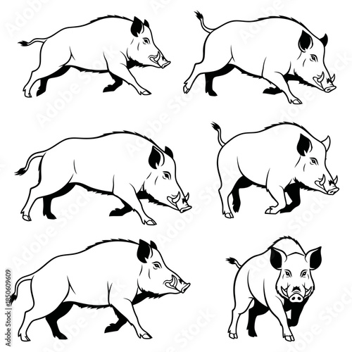 Six Wild Boar Illustrations in Black and White.