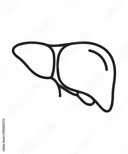 Black line art icon illustration of the human liver anatomy on a white background.