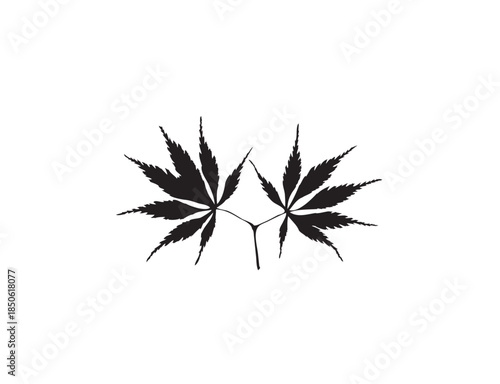 Two Deeply Serrated Lobed Leaves Silhouette Isolated White Background