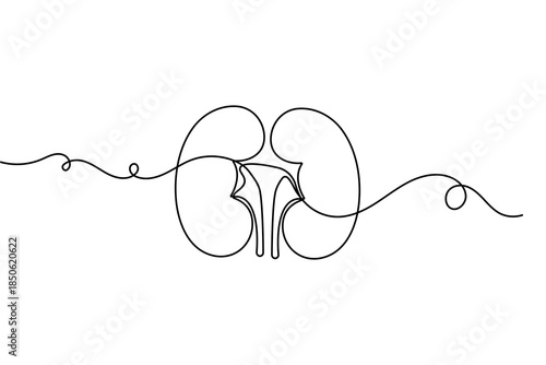 Human kidney organ continuous line drawing minimalist style design isolated outline illustration