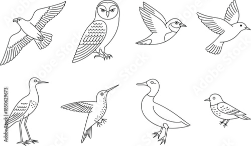 Seven Different Types of Birds in Line Style line owl