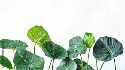 Fresh Green Leaves with Clear Background for Nature and Wellness