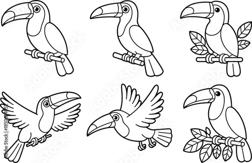 Five Black and White Toucans in Various Poses on Branches
