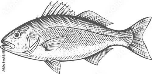 Hand drawn vector line art illustration of a whole fish, seafood food object