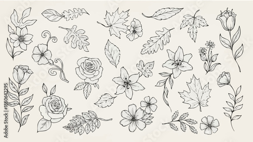 Collection of Hand-Drawn Botanical Illustrations Featuring Flowers and Leaves.