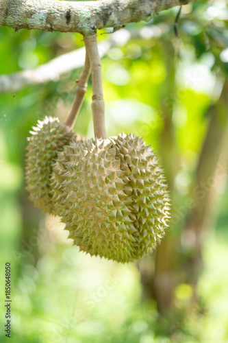 durian  growing from emergence.,Durian flowers are growing from the branches of the durian.	