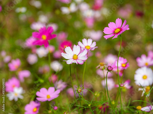 Close-up photo of colorful cosmos flowers (Cosmos bipinnatus) in full bloom in autumn