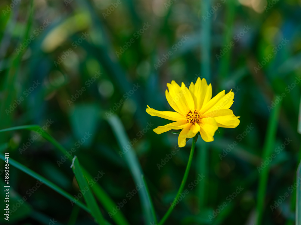 Obraz premium Close-up photo of yellow cosmos flowers (Cosmos sulphureus) in full bloom in autumn