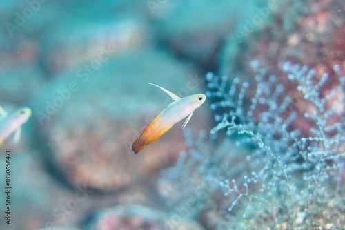 Fire Goby in the Suruga Bay, Shizuoka, Japan