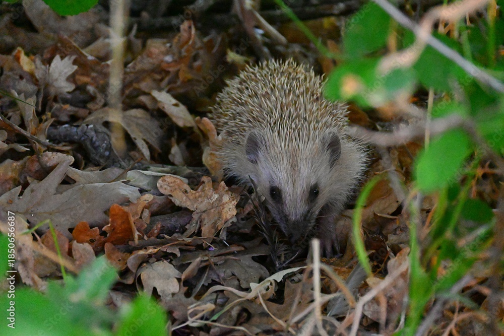 Fototapeta premium Free hedgehog in nature