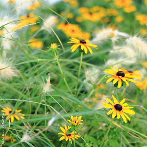 Foto Garden filled with cute yellow flowering brown-eyed susan, square background
