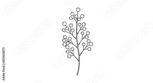 Minimalist line art drawing of a branch covered in small round berries or seeds showcasing a delicate botanical structure.