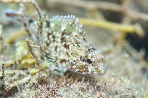 Marbled Rockfish in the Suruga Bay, Shizuoka, Japan