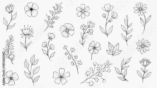 Collection of Delicate Hand Drawn Botanical Illustrations of Flowers and Leaves.